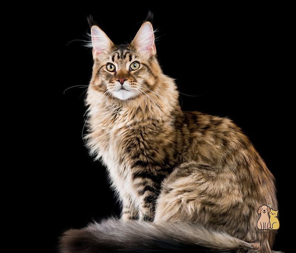 Maine Coon