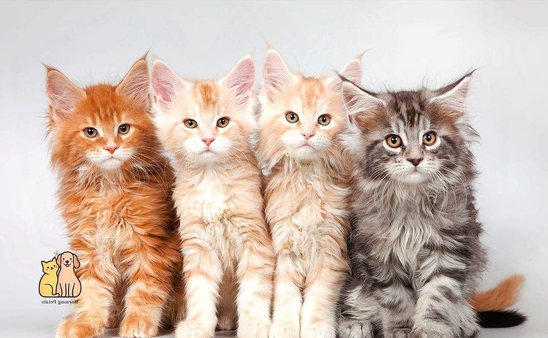 The Maine Coon