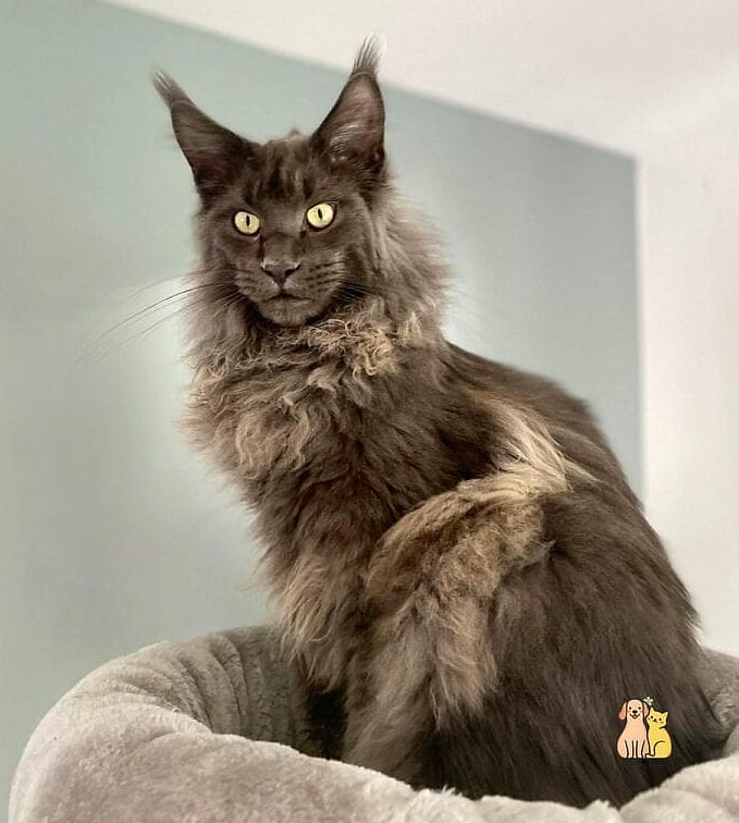 The Maine Coon