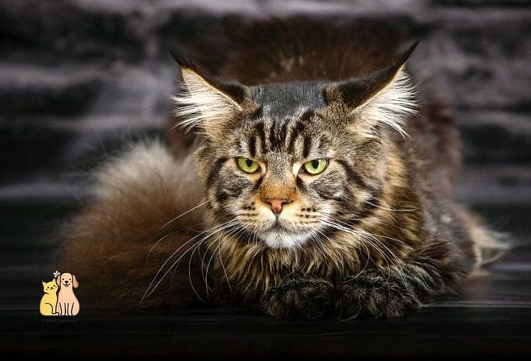 A Maine Coon Sprawled Across a Human's Lap Like a Blanket