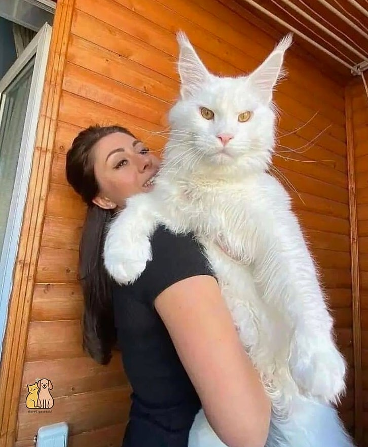 A Maine Coon Following Its Owner from Room to Room