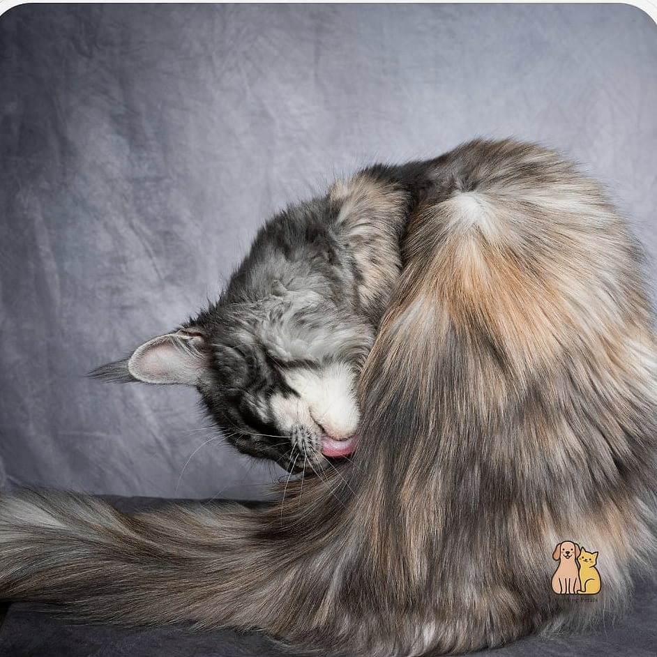 A Maine Coon Grooming Itself with Surprising Precision