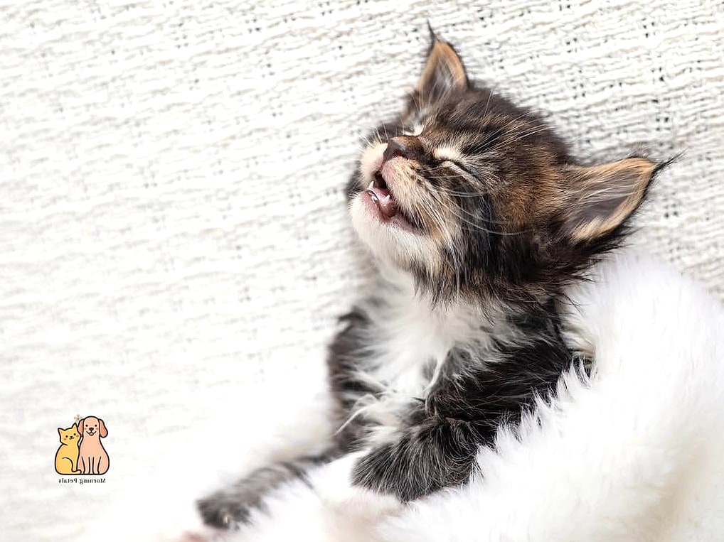 A Maine Coon Napping in an Unreasonably Small Box