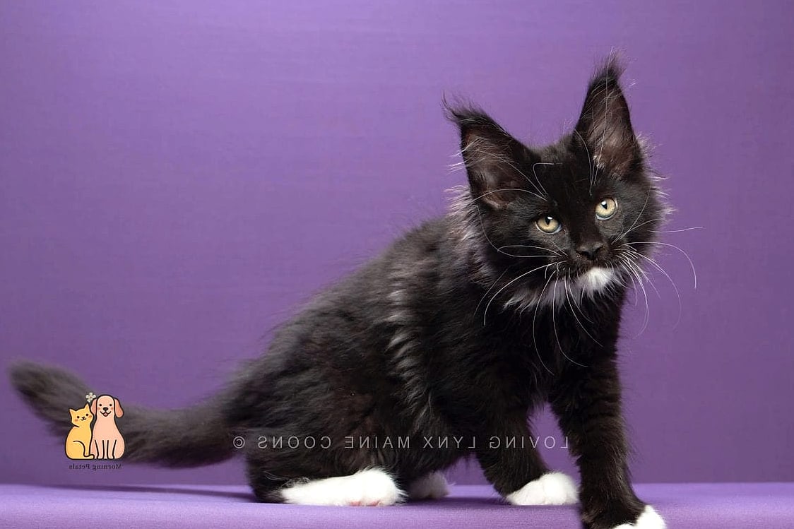 30 Incredible Fancy Tuxedo Cats That Will Make Your Day 10 The Maine Coon Tuxedo Giant