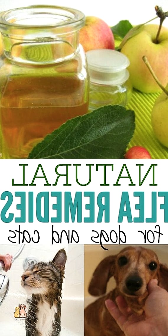 25 Amazing Flea Remedy For Dogs That Prove Pets Are the Best 15 Maintaining a Healthy Diet