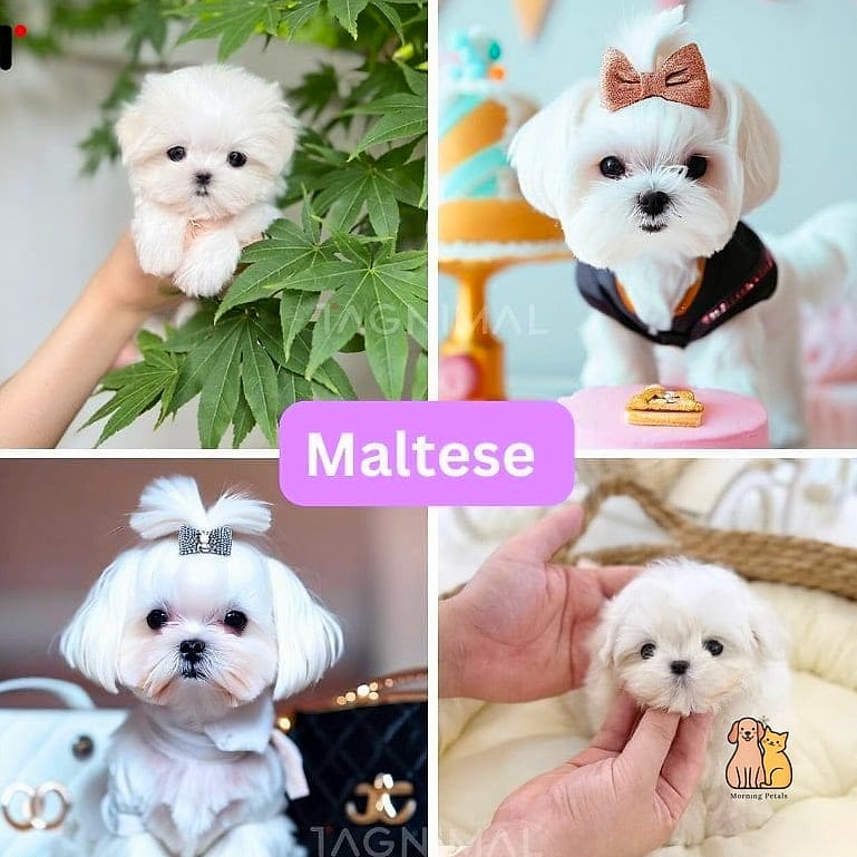 45 Cute Dogs That Dont Shed That Will Restore Your Faith in the World 5 Maltese