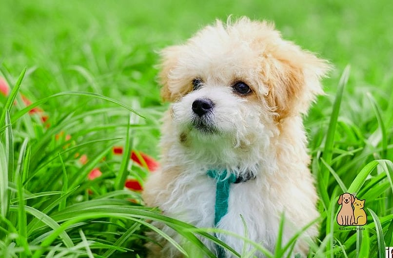 45 Cute Dogs That Dont Shed That Will Restore Your Faith in the World 46 Maltipoo