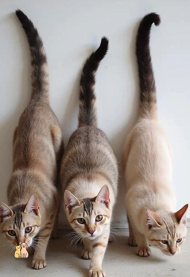 The Manx Without a Tail