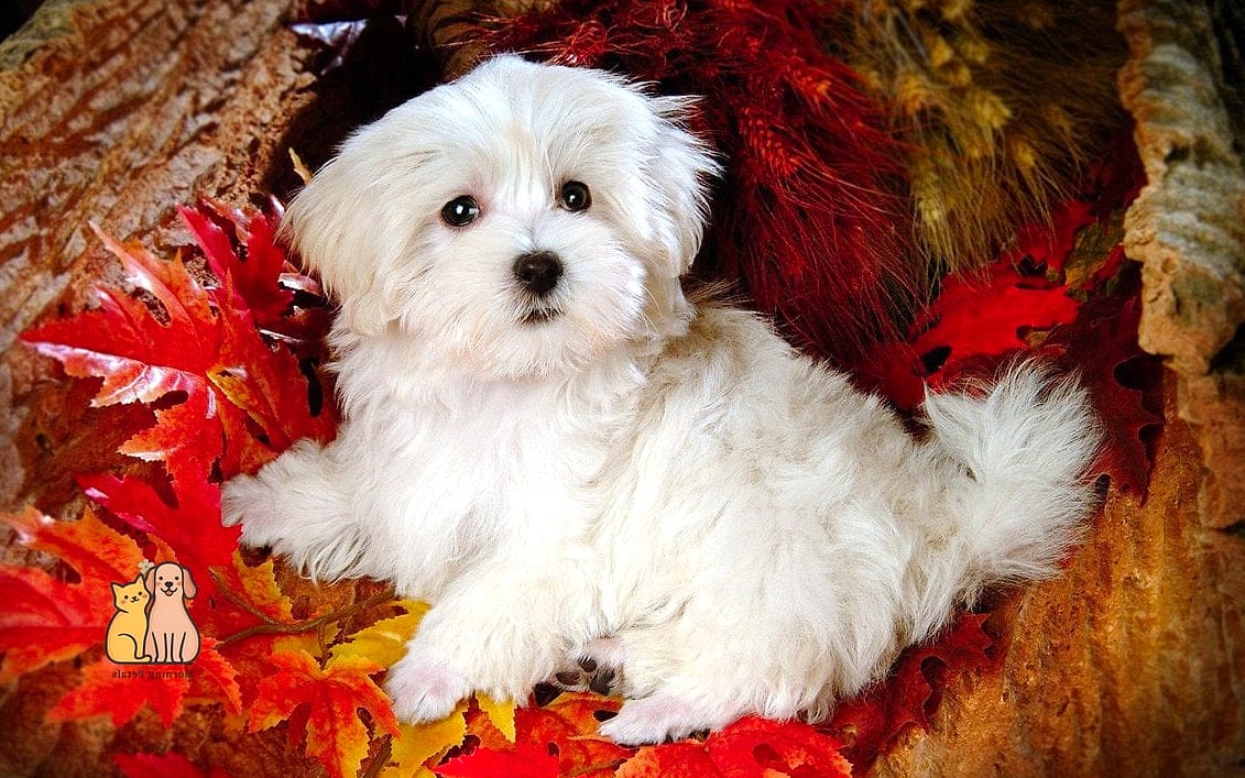 Maple