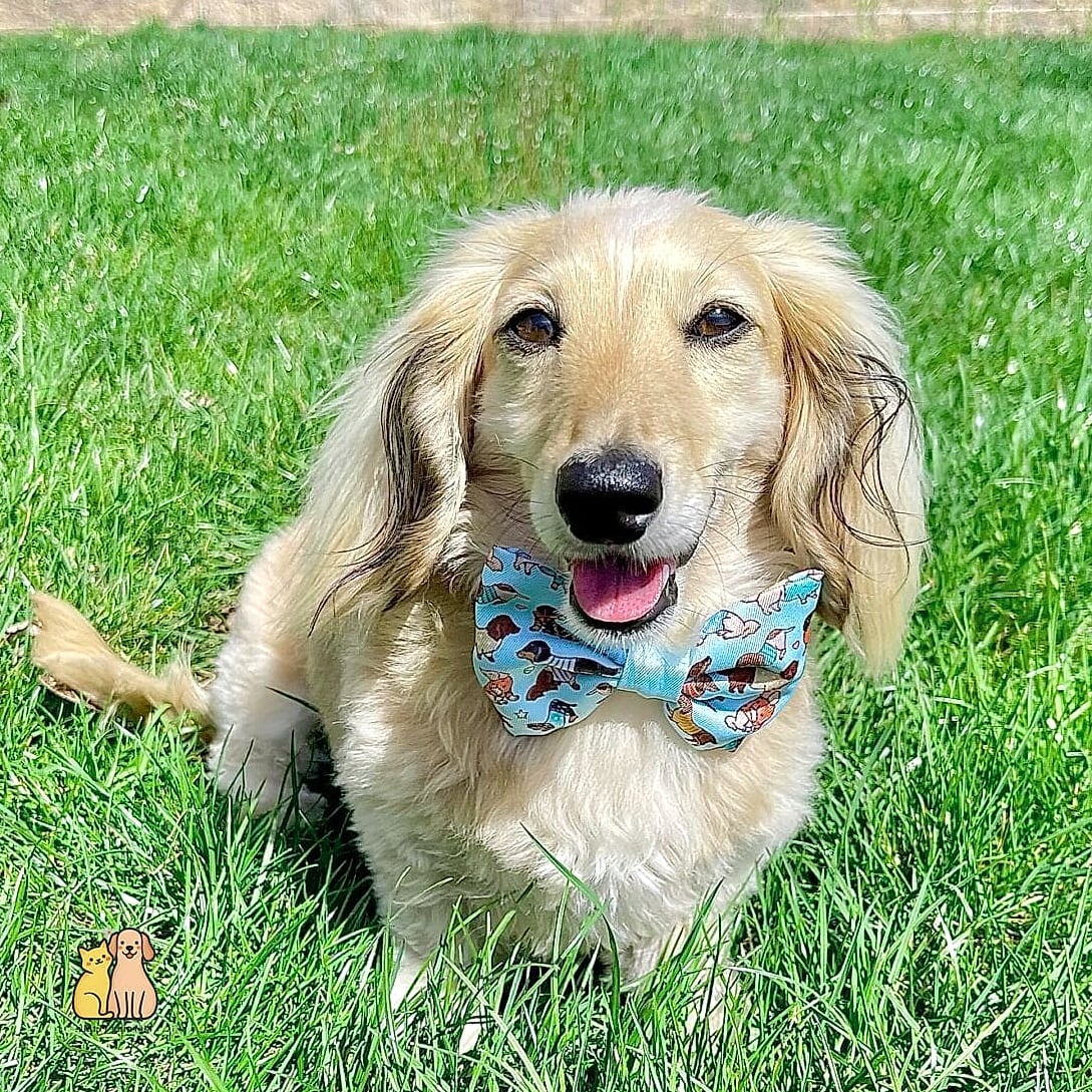 40 Adorable Wiener Dogs That Will Make Your Day 17 The Matching Collar Fashion Pup