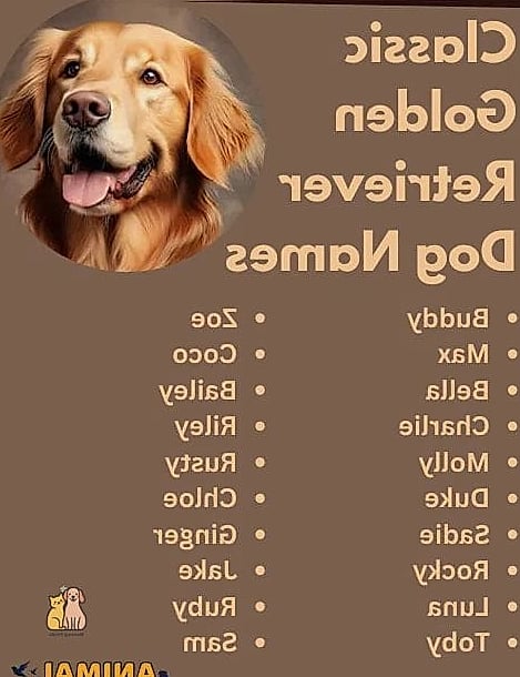 The Golden Retriever Names: Everything You Need to Know 6 Max