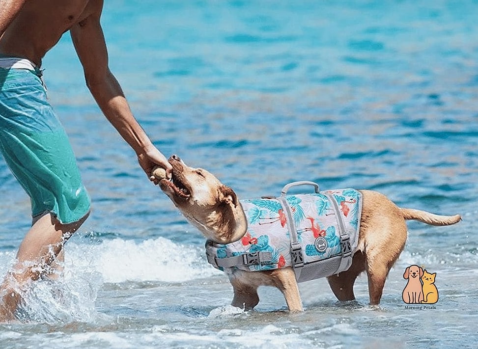 The Mesh Belly Cooling Vest