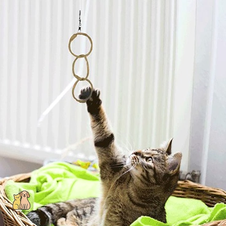 45 Easy Diy Cat Toys to Try Right Now 16 Milk Jug Cap Marbles