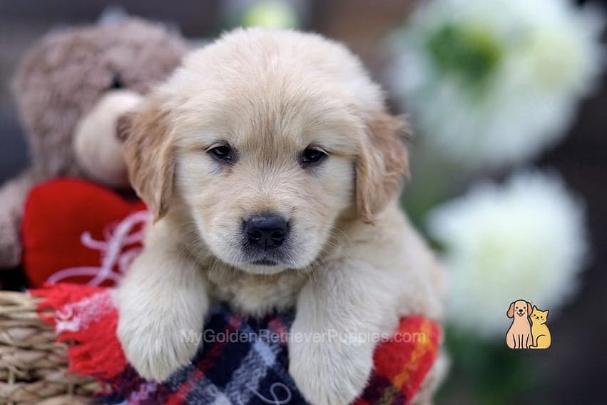 The Golden Retriever Names: Everything You Need to Know 12 Milo
