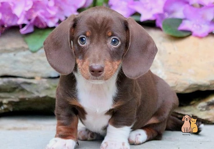 40 Adorable Wiener Dogs That Will Make Your Day 7 The Miniature Dachshund Charmer