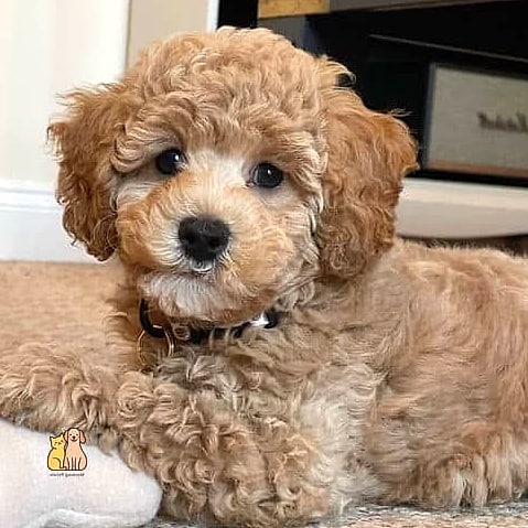 45 Cute Dogs That Dont Shed That Will Restore Your Faith in the World 39 Miniature Poodle