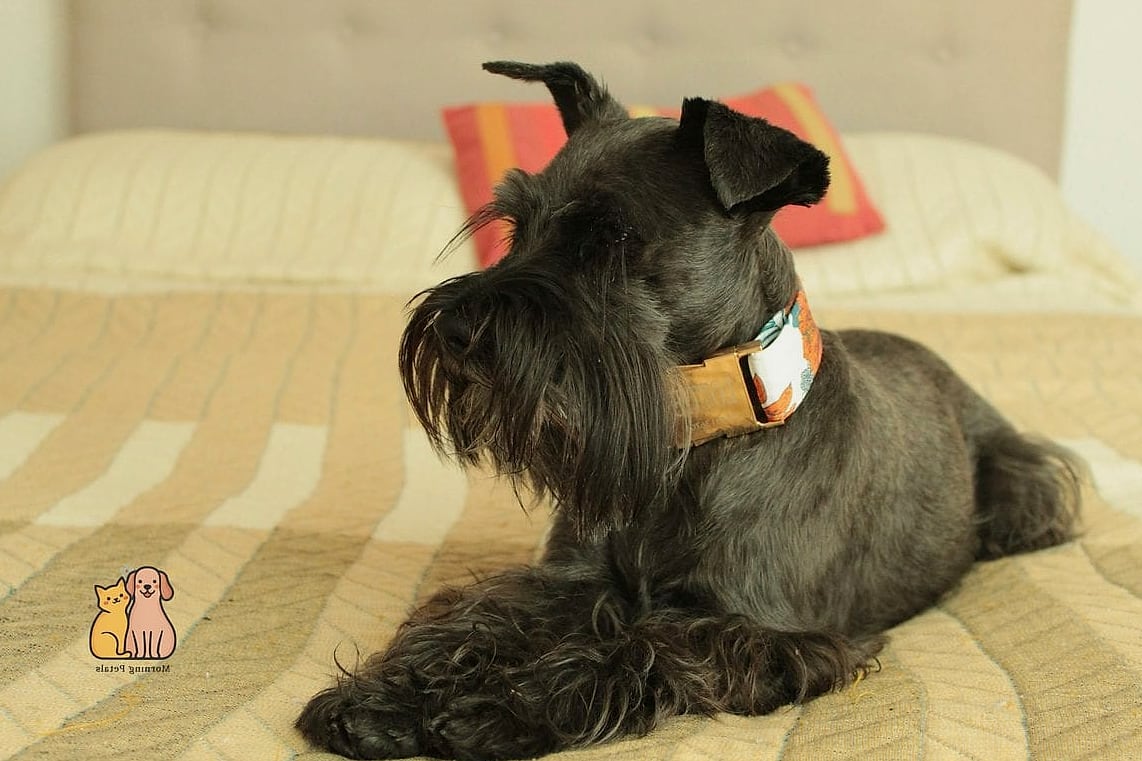 Miniature Schnauzer