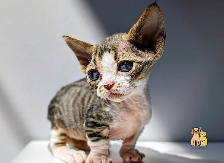 The Minskin's Short-Legged Sphynx Mix