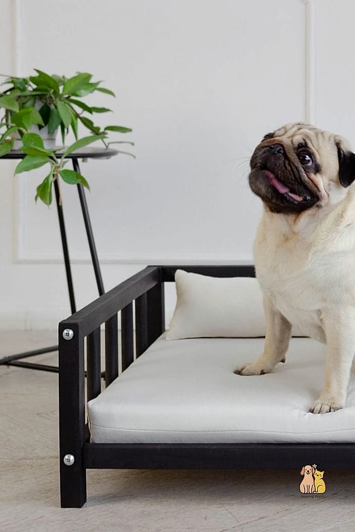 20 Stunning Aesthetic Dog Bed Guaranteed to Make You Smile 5 The Modern Elevated Dog Bed