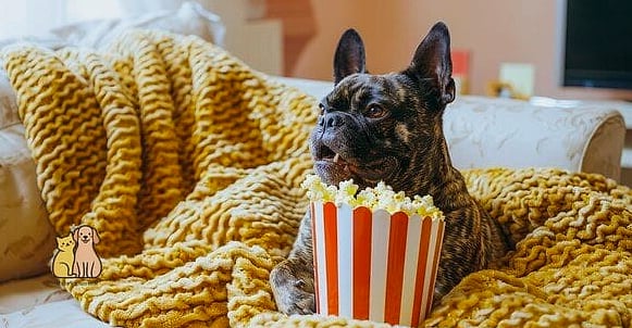 30 Perfect Dog Friendly Living Room Ideas That Will Inspire You 31 A Movie Night Setup With Dog-Safe Snack Storage
