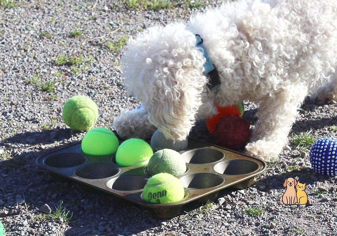 Muffin Tin Treat Puzzle