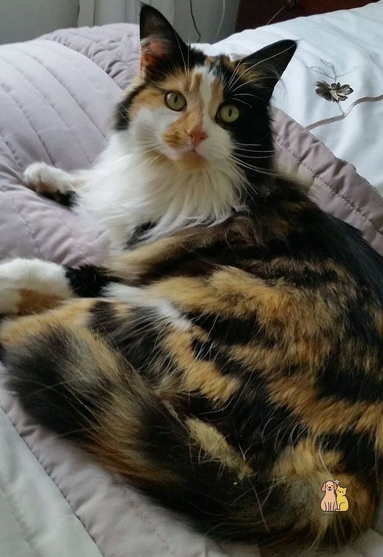 The Multi-Cat Mediator