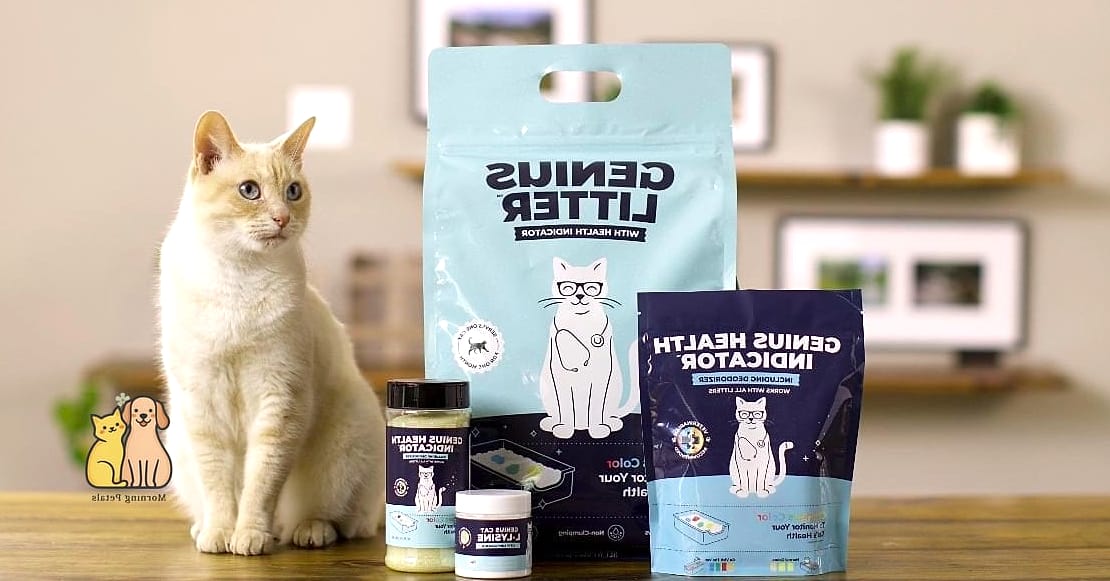 15 Genius Cat Food Setup Ideas Your Pet Will Beg For More 7 The Multi-Level Cat Tree Feeder