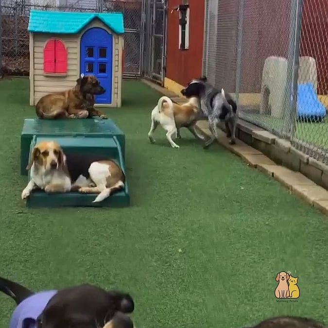 30 Incredible Dog Places In House You Need in Your Life Right Now 22 The Multi-Pet Shared Lounge Zone