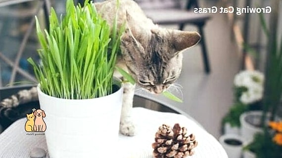 15 Gorgeous Cat Grass For Indoor Cats That Are Too Cute to Handle 8 Multi-Tier Cat Grass Garden Stand