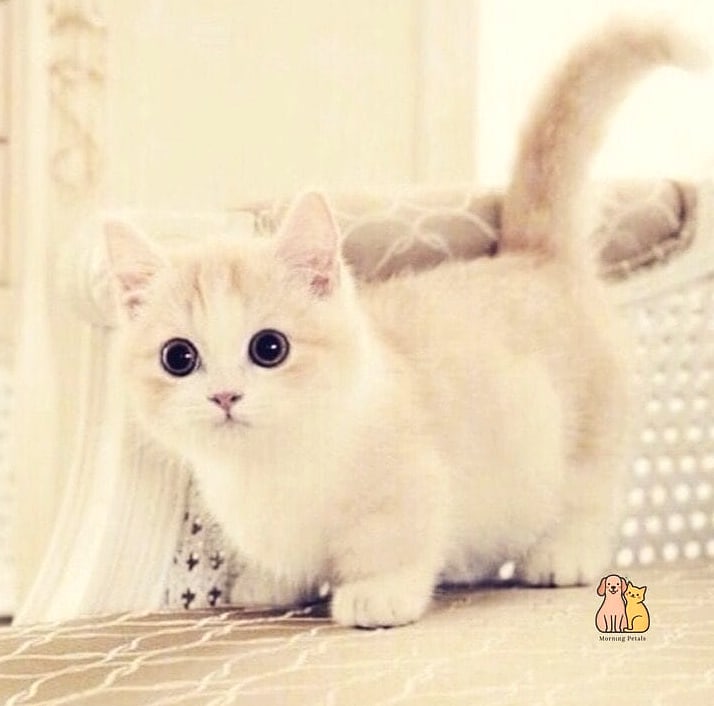 The Munchkin