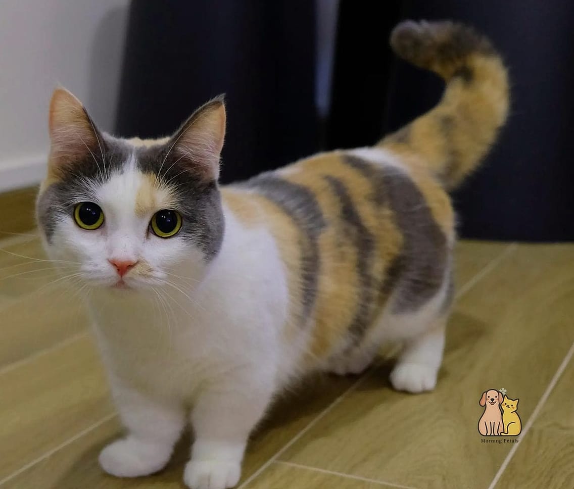 The Munchkin with Short Legs