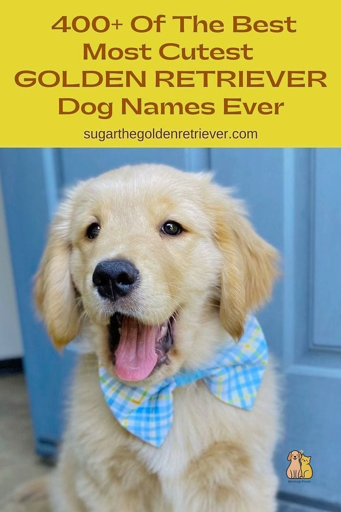 The Golden Retriever Names: Everything You Need to Know 25 Murphy