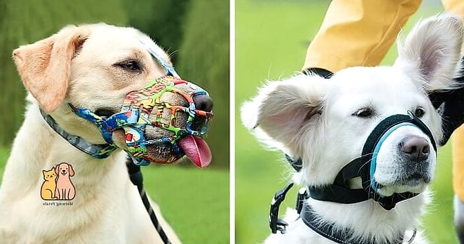 The Muzzle with Built-In Treat Pouch