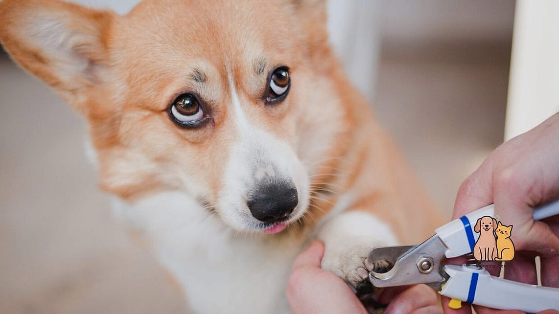 24 Easy Dog Boarding Facility Ideas That Will Inspire You 21 Nail Trimming and Grooming Tool Stations