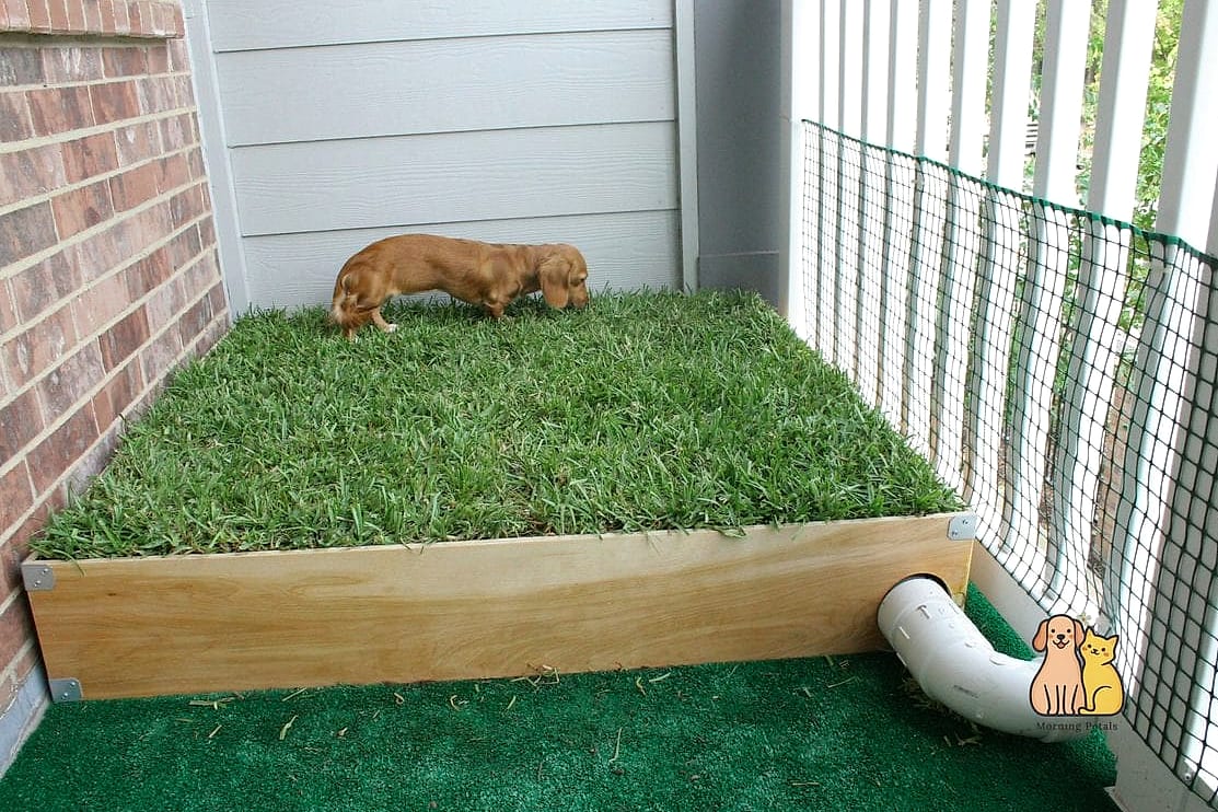 30 Perfect Outdoor Dog Potty Area on a Budget 24 Native Grass Potty Meadow