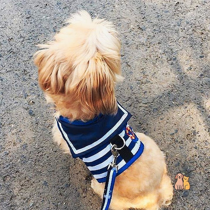 The Nautical Stripe Harness