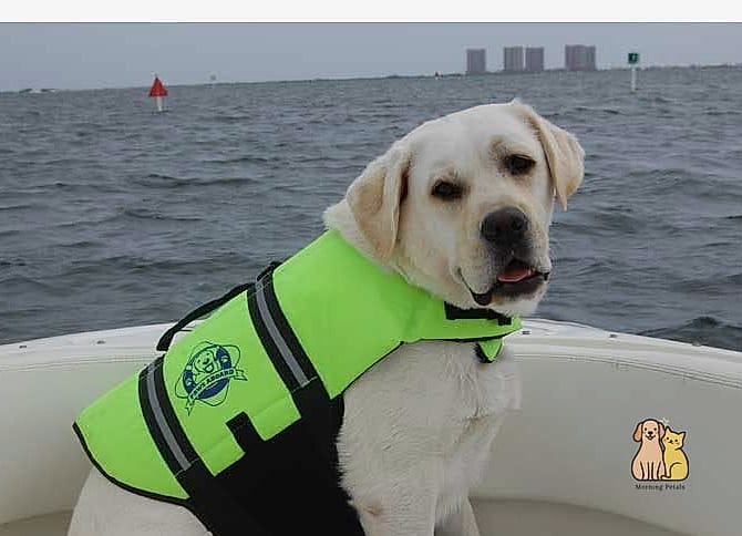 The Neon Yellow High-Visibility Jacket