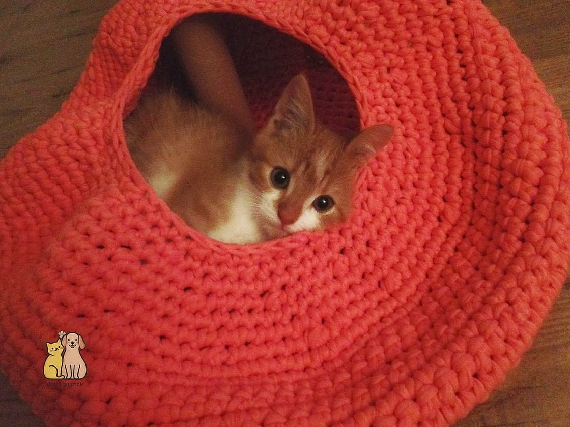 Nest with Hidden Catnip Pocket