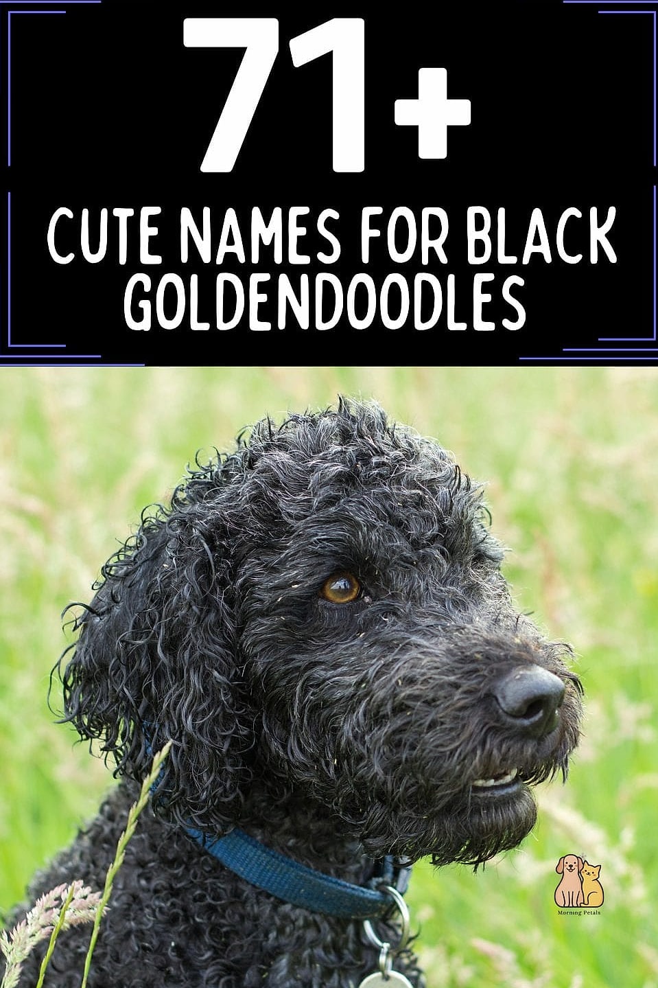 Noodle