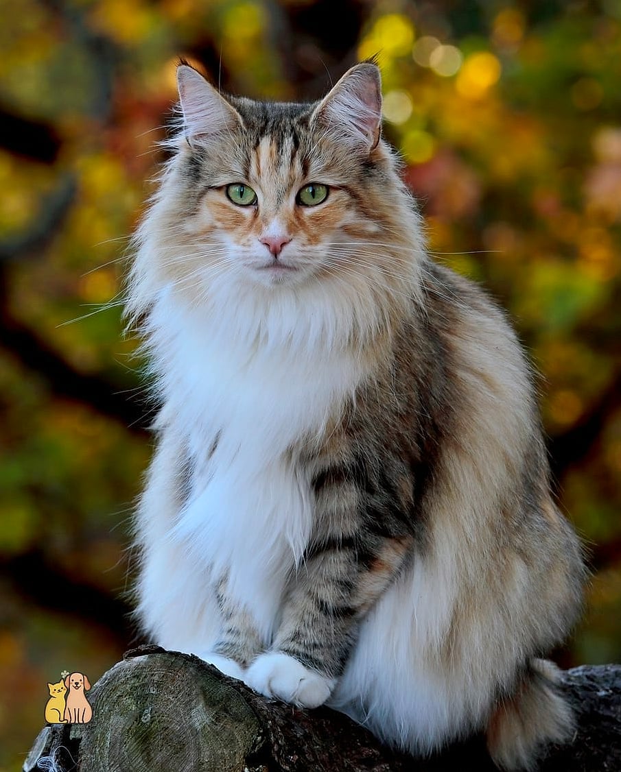 The Norwegian Forest Cat