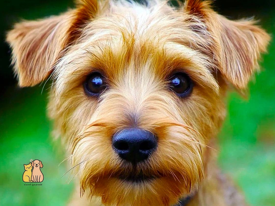 45 Cute Dogs That Dont Shed That Will Restore Your Faith in the World 31 Norwich Terrier