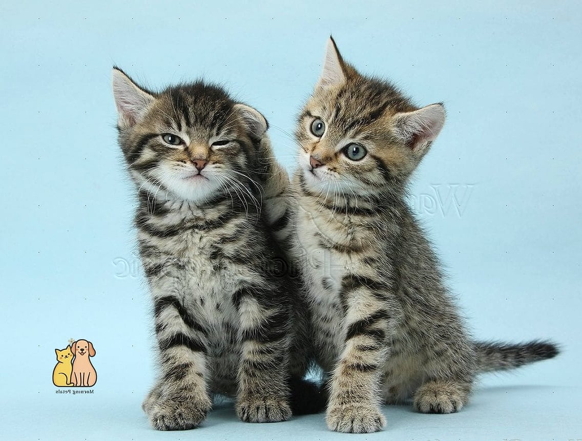 Not All Tabbies Have Obvious Stripes