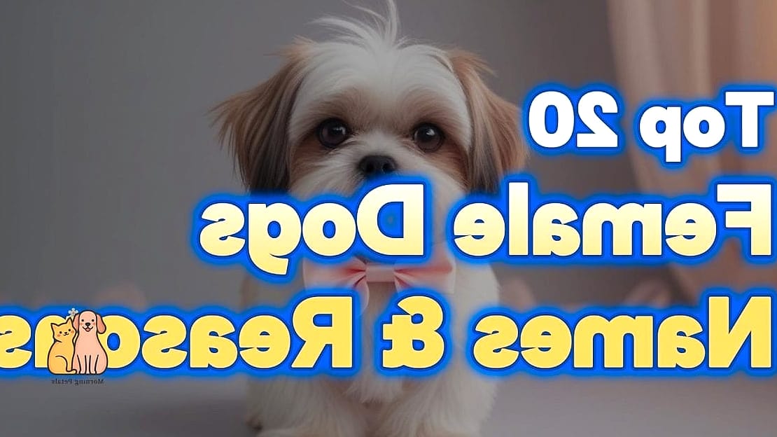 20 Female Dog Names That Are Totally Unique and Adorable 8 Nova