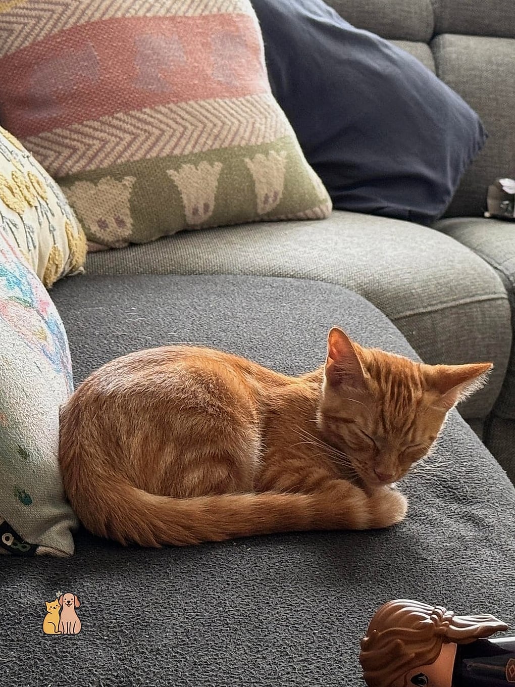 Nugget the Velcro Cat
