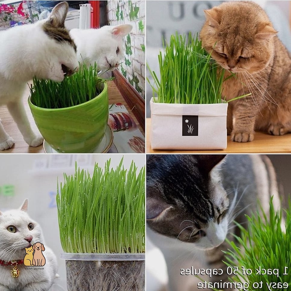 15 Gorgeous Cat Grass For Indoor Cats That Are Too Cute to Handle 3 Oat Grass in a Vintage Teacup