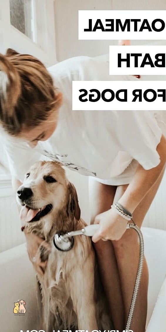 15 Gorgeous Dog Remedies That Prove Pets Are the Best 3 Oatmeal Baths for Itchy Skin Relief