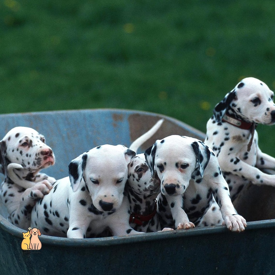 30 Incredible Dalmatian Puppies You Need in Your Life Right Now 30 The Old Soul of the Litter