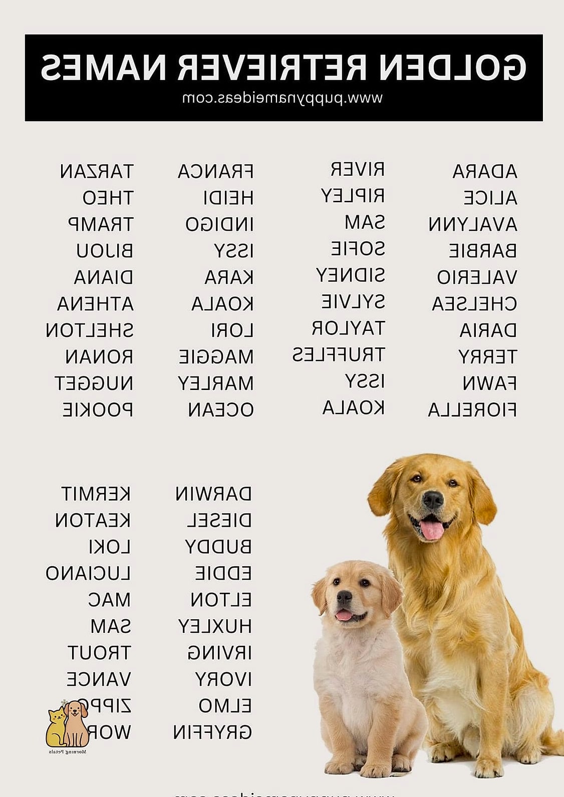The Golden Retriever Names: Everything You Need to Know 17 Oliver