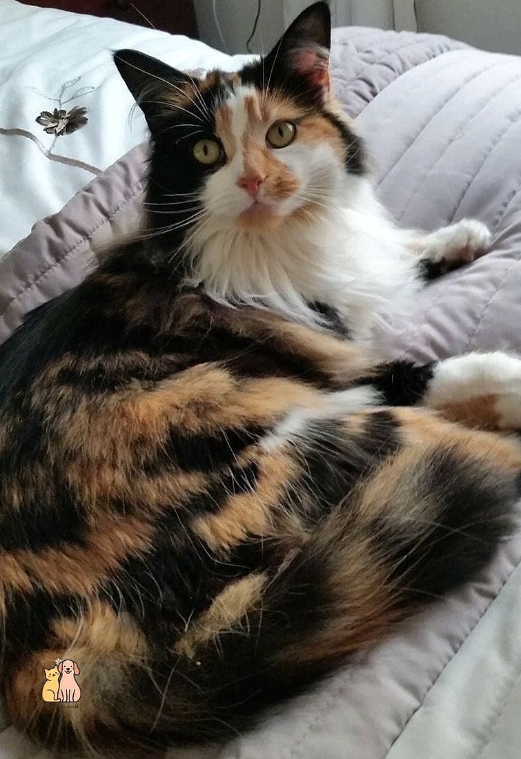 The Only-One-Person Cat