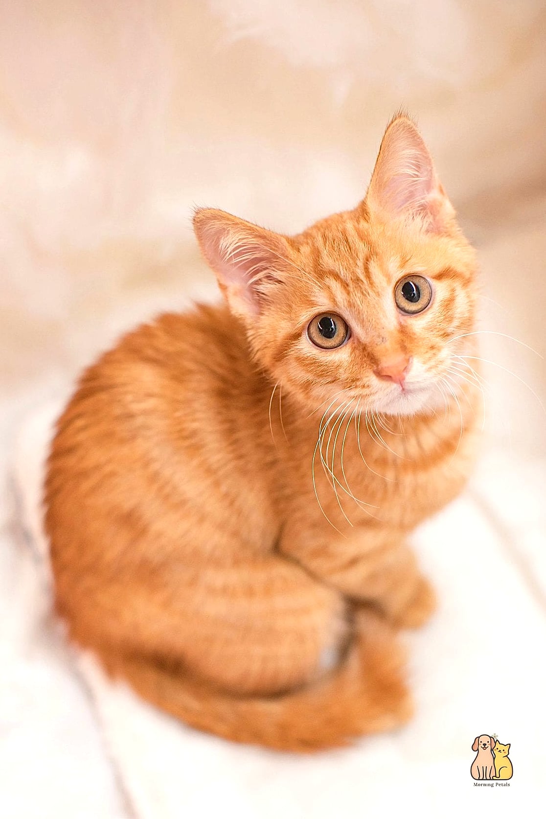 Orange Tabbies Are Almost Always Male